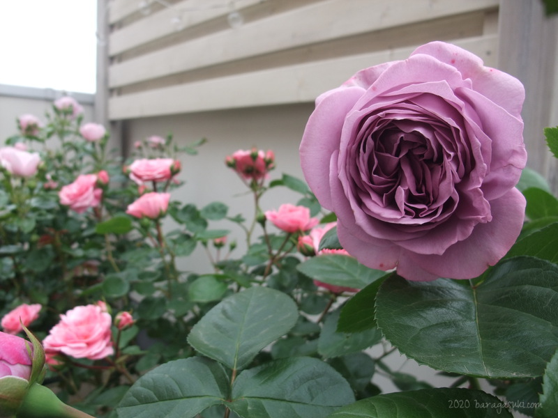 カインダブルー開花 今日もバラが好き