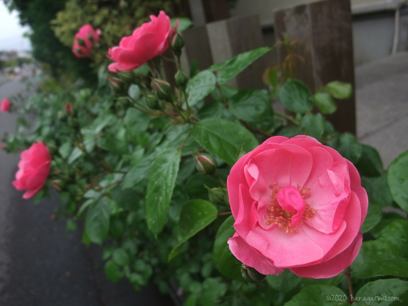 アンジェラ開花 今日もバラが好き
