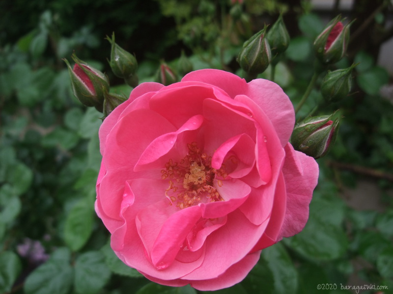 アンジェラ開花 今日もバラが好き